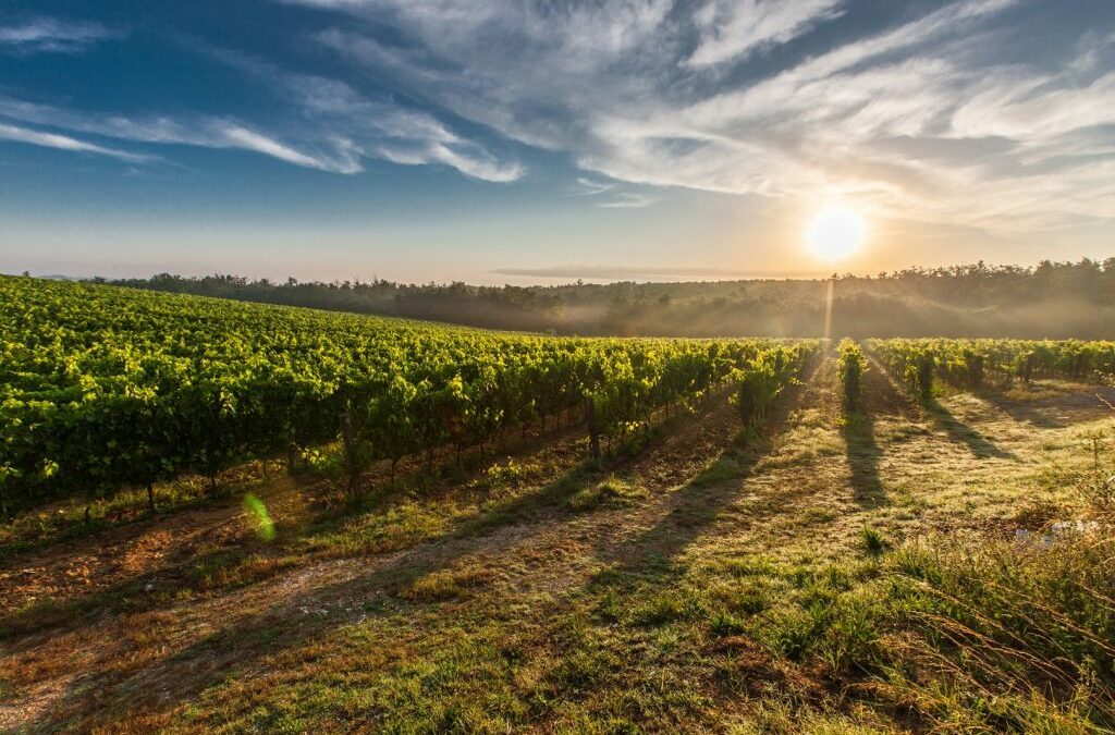 Day Trip From Venice-8 Hours Prosecco Wine Tour