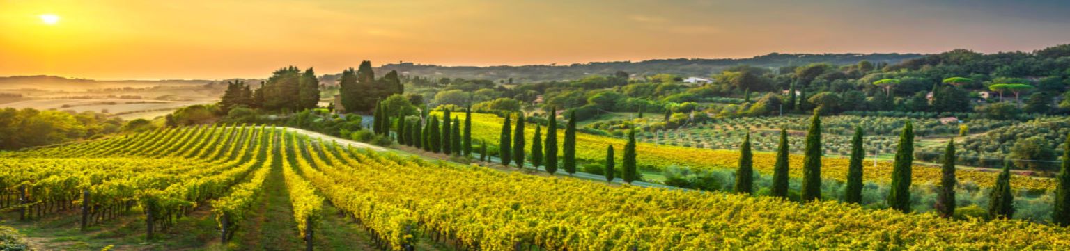 Day Trip From Florence-Walking Florence & Chianti Countryside 8 hours tour